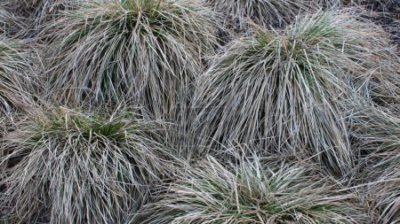 Round Shaped Bunches Of Dry Grass Closeup Stock Photo 