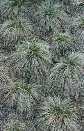 Dry Bunch Grass With Green Sprouts Textured Stock Photo For Vertical Backgrounds