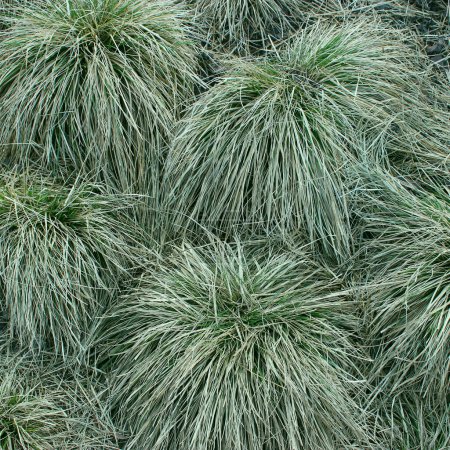 Pattern Of Decorative Grass Bunches On A Lawn Square Stock Photo 