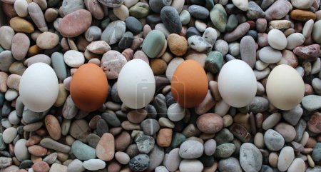 Sechs verschiedene farbige Hühnereier in einer Reihe auf einem glatten Stein Draufsicht. Archivfoto für Eier Hintergründe