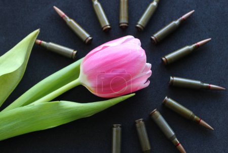Live Ammunition Around One Tulip On Silk Velvet Upholstery. Conceptual Stock Photo For War And Peace Illustration