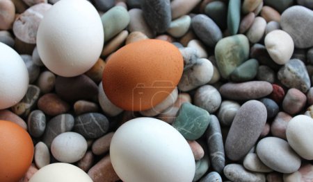 Sortenfarben Rohe Eier in Form von Ringen, die auf dekorativen Steinen am Bildrand ausgelegt sind