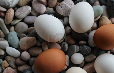 Braune und weiße Hühnereier in runder Form auf farbigen Meeressteinen. Archivfoto für Lebensmitteldekoration Thema 