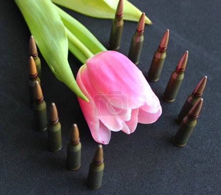 Téléchargez les photos : Munitions en direct Rester autour de la fleur rose sur la surface noire - en image libre de droit
