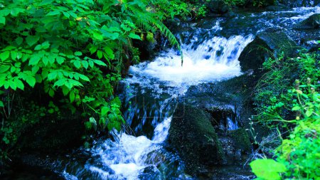 El lecho de un pequeño arroyo con rifas entre piedras musgosas en un bosque profundo