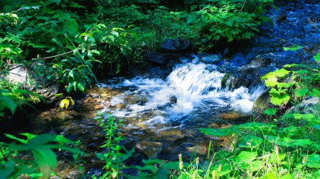 Un petit ruisseau avec de l'eau claire parmi les fourrés forestiers