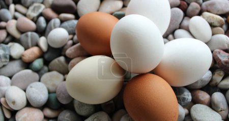Beige, braune und weiße Hühnereier auf farbigen Flusssteinen. Archivfoto für Lebensmitteldekoration Thema 