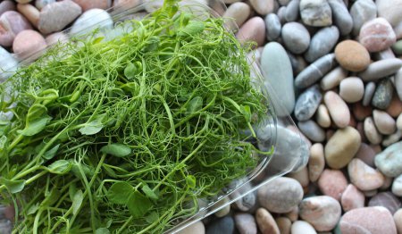 Photo for Closeup View Of Pea Microgreens Bunch In A Plastic Transparent Container On Smooth Stones. Stock Photo For Healthy Nutrition Background - Royalty Free Image