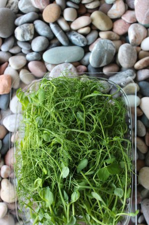 Photo for Young Shoots Of Pea Grass For Salad Decoration In Plastic Tray On Colored Pebbles. Stock Photo For Vertical Story About Healthy Food - Royalty Free Image