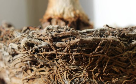 Intertwined Roots Of Decorative Palm Tree Closeup Stock Photo