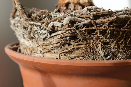 Home Tree Roots System Over Pot Edge Stock Photo