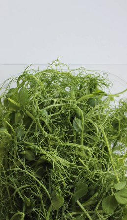 Photo for Young Shoots Of Pea Grass For Salad Decoration In Plastic Tray Isolated On White. Stock Photo For Healthy Nutrition Vertical Story - Royalty Free Image