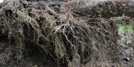 Closeup photo of root system of a tree that fell after a storm