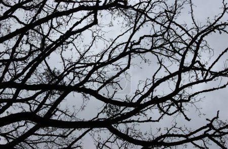 Nackte Eichenzweige und Zweige alter Eichen vor grauem Himmel. Archivfoto für abgestorbene Bäume
