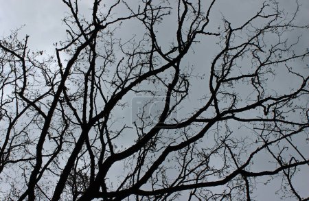 Bottom view on silhouette of large branching tree without leaves over cloudy sky 