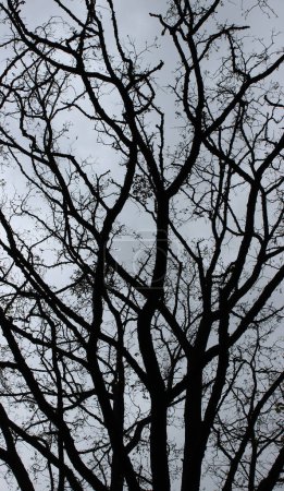 View from below on the conjoined tree branches on grey sky background
