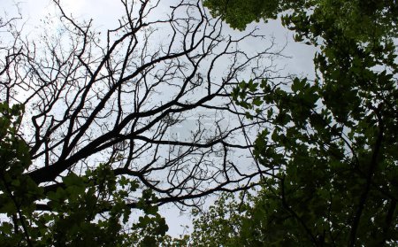 Grünes Laub lebender Bäume und kahle Äste eines trockenen Baumes vor dem Hintergrund eines regnerischen Himmels