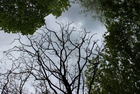 Kahle Äste eines sterbenden Baumes umgeben von grünen Blättern auf den Zweigen lebender Bäume