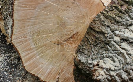 Processus de récolte du bois. Coupe interne et écorce externe d'un tronc d'arbre scié photo d'ensemble détaillée