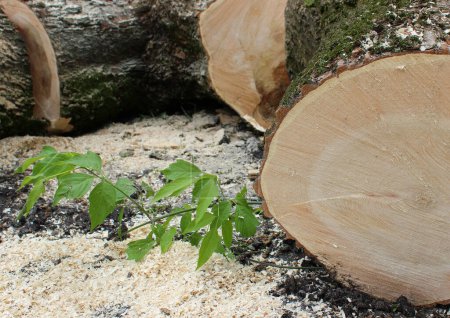 Les arbres abattus sont coupés en morceaux pendant la récolte du bois. Gros plan photo de stock pour illustration de l'industrie du bois