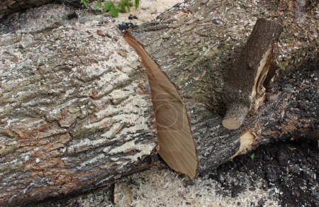 Un tronc d'arbre abattu et coupé se trouve sur le sol parsemé de sciure de bois. Photo de stock pour illustration de thème de déforestation