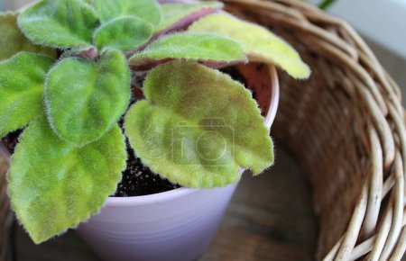 Feuilles vertes Shaggy de jeune plante à la maison dans le pot de fleurs à l'intérieur panier en osier
