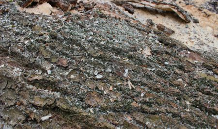 Muster beschädigter Holzrinde mit Spänen nach dem Holzschneiden. Anschauliches Foto von Holzernte und Sägewerk