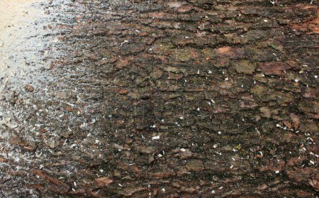 Texture Of Tree Bark Sprinkled With Fine Sawdust At Right Side. Stock Photo For Wood Sawing Illustration