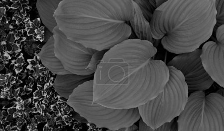 Dark Plants With Variety Leaves Textured Effect Stock Photo 
