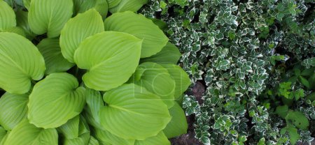 Succulent Leaves Of Hosta Bush And Creeping Plants With Small Leaves