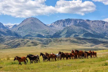 Téléchargez les photos : Un troupeau de chevaux dans les contreforts pittoresques un jour d'été - en image libre de droit
