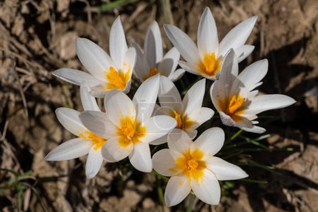 Photo for Primrose Saffron Alatau on the first day of spring - Royalty Free Image