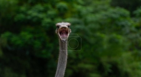 Photo for Head and neck of an ostrich against a background of greenery - Royalty Free Image