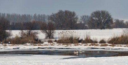 Photo for Swans in the unfrozen part of the lake on a winter day - Royalty Free Image