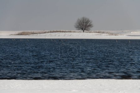 Photo for Lonely tree on the bank of an unfrozen river on a winter day - Royalty Free Image
