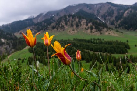 Photo for Wild tulips in the Almaty mountains on a cloudy spring day - Royalty Free Image