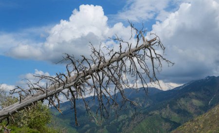 Umgestürzter trockener Baum in den Bergen an einem Frühlingstag
