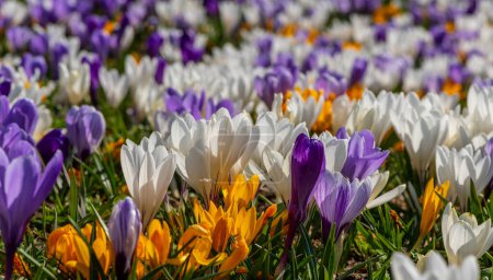 Crocus flowers on a spring day