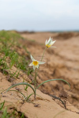 Wild tulip on sandy soil in the Almaty region in southeast Kazakhstan. Kazakhstan is considered the birthplace of tulips