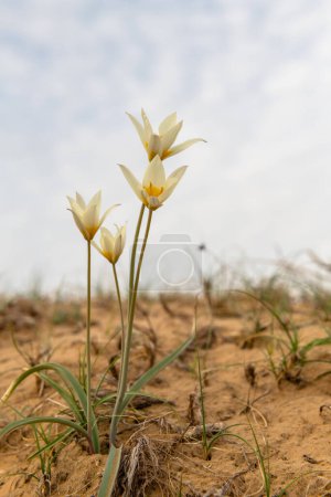 Tulipán silvestre en suelo arenoso en la región de Almaty en el sureste de Kazajstán. Kazajstán es considerado el lugar de nacimiento de los tulipanes