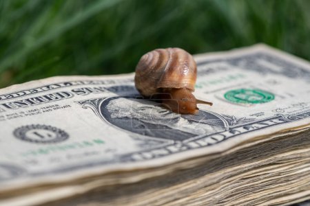 Un escargot rampe sur une pile de billets de 1 $