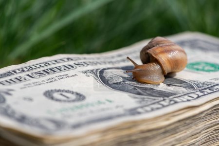A snail crawls across a stack of $1 bills