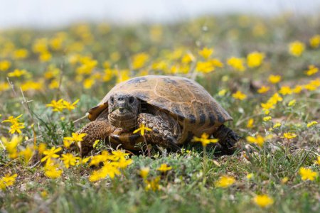 Zentralasiatische Schildkröte an einem Frühlingstag