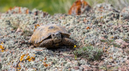 Zentralasiatische Schildkröte an einem Frühlingstag