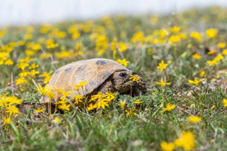 Central Asian tortoise on a spring day