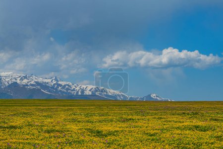 Una pintoresca meseta de alta montaña en el sureste de Kazajstán a principios de verano