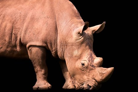Téléchargez les photos : Portrait de grand rhinocéros sur fond noir. Concept de faune - en image libre de droit