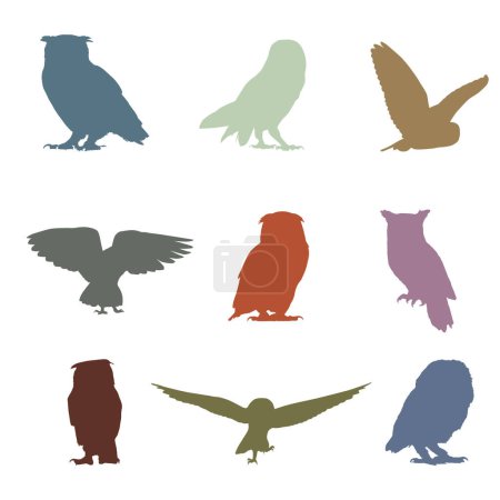 Colorful Owl Collection. Wild forest birds Set Of 9