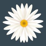 White Daisy Chamomile Flower Isolated On Charcoal Background