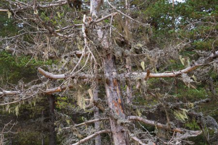 Foto de Árboles muertos destruidos por gusanos de madera con líquenes en las ramas - Imagen libre de derechos